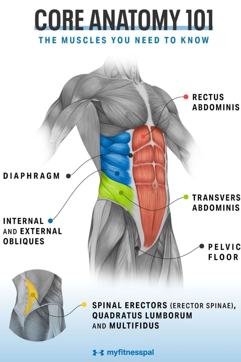 Muschii core-ului: diafragma, rectus abdominis, transversul abdominal, oblicii, erectorii spinali si planseul pelvin